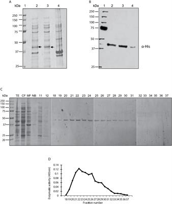 Protein Serine/Threonine Phosphatase Type 2C of <mark class="highlighted">Leishmania mexicana</mark>
